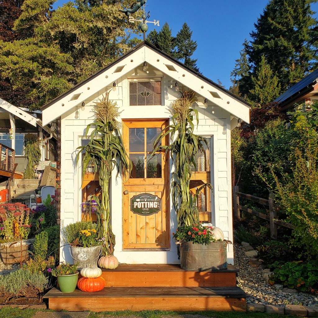 Greenhouse with fall cornstalks and pumpkins