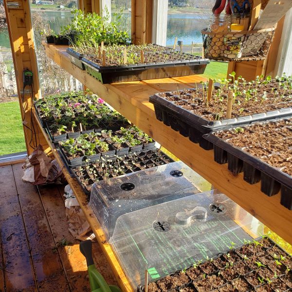 Seed starts in the greenhouse