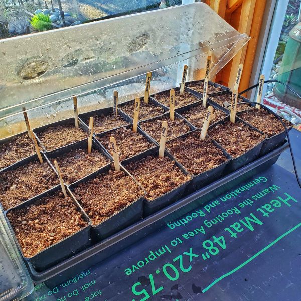 seed starting supplies: Seed starts in 4-inch container with heated mat 