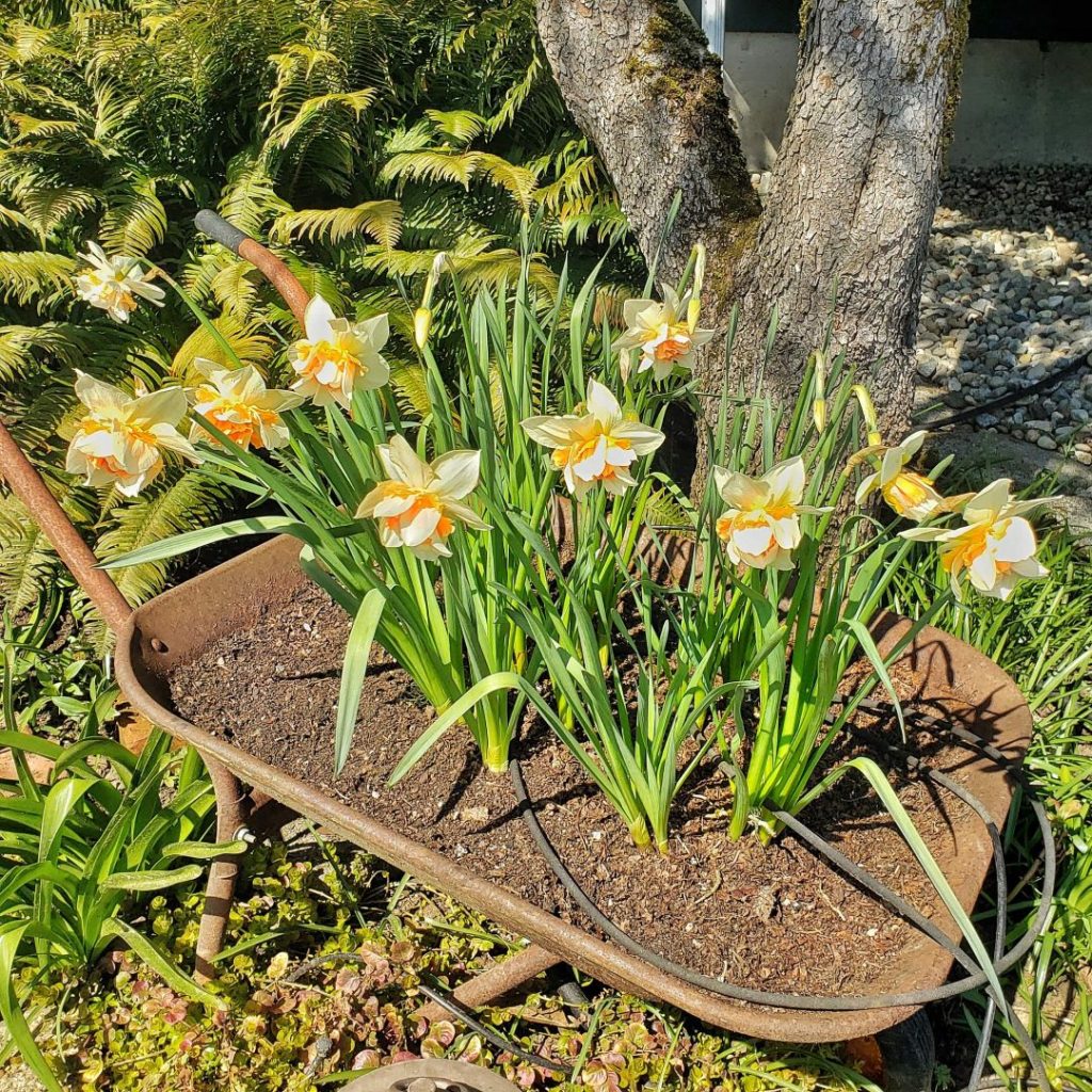 planting daffodil blooms in a vintage wheelbarrow In the March garden