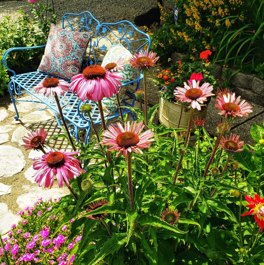 10 Flowers For Your Low-Maintenance Garden - Shiplap And Shells