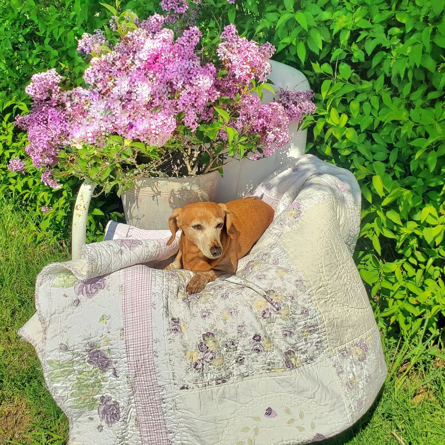 dog with lilacs and quilt
