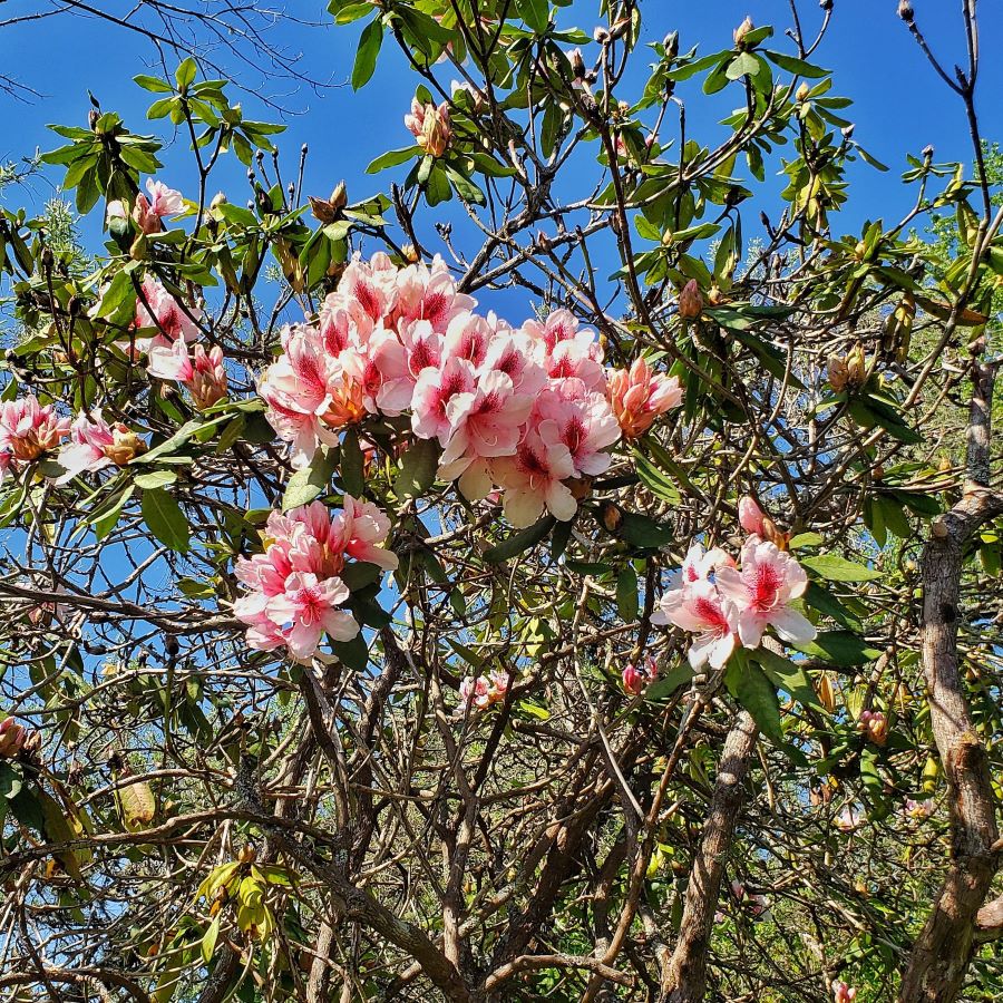 rhododendren