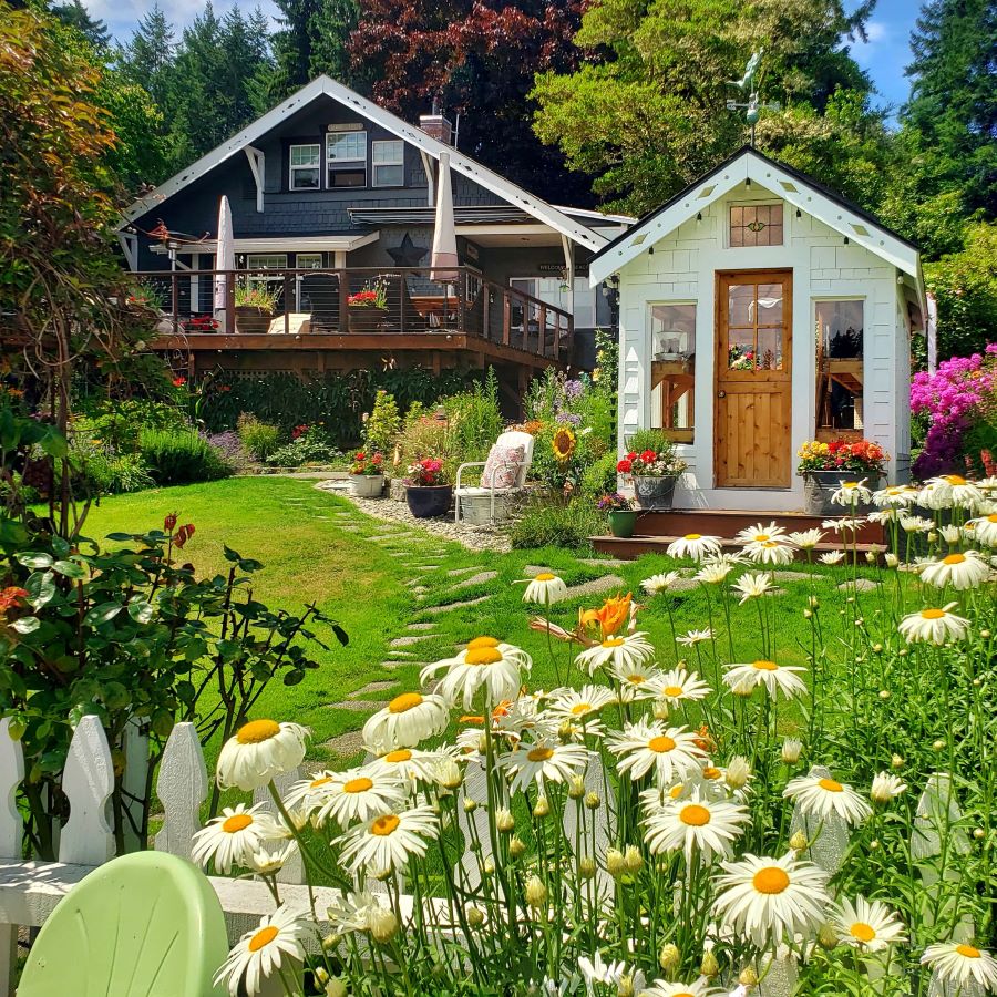 cottage style house and greenhouse with daisies in my cottage garden 