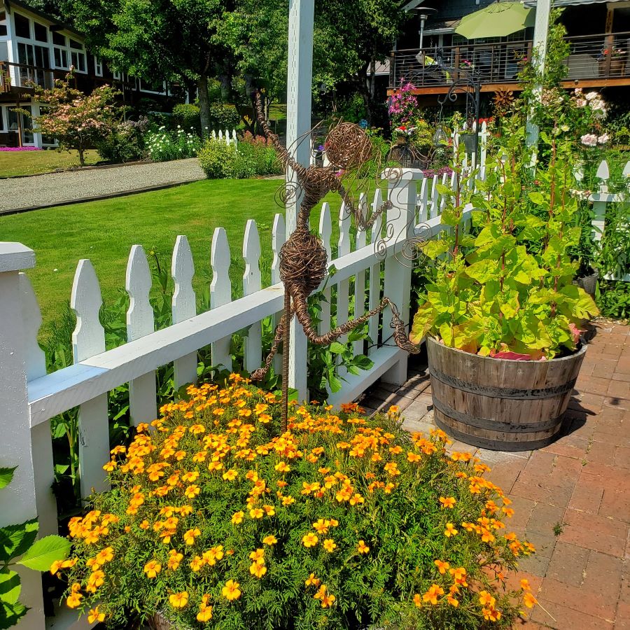 marigolds in a white picket fence garden