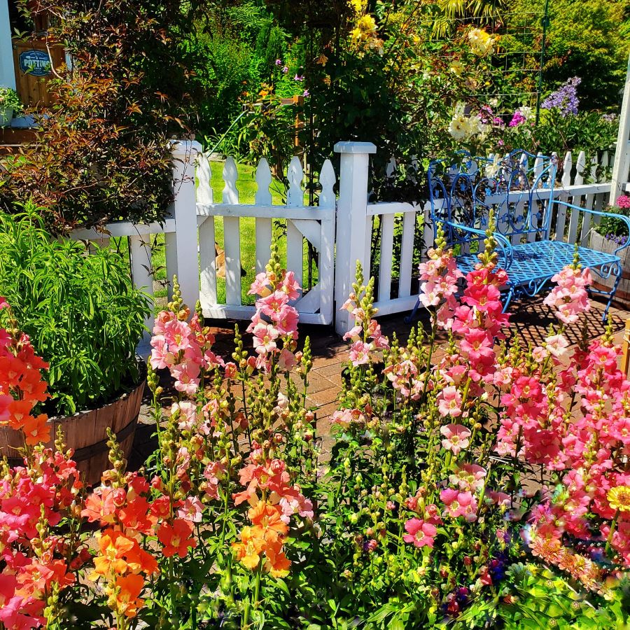 Snapdragons in front of a white picket fence