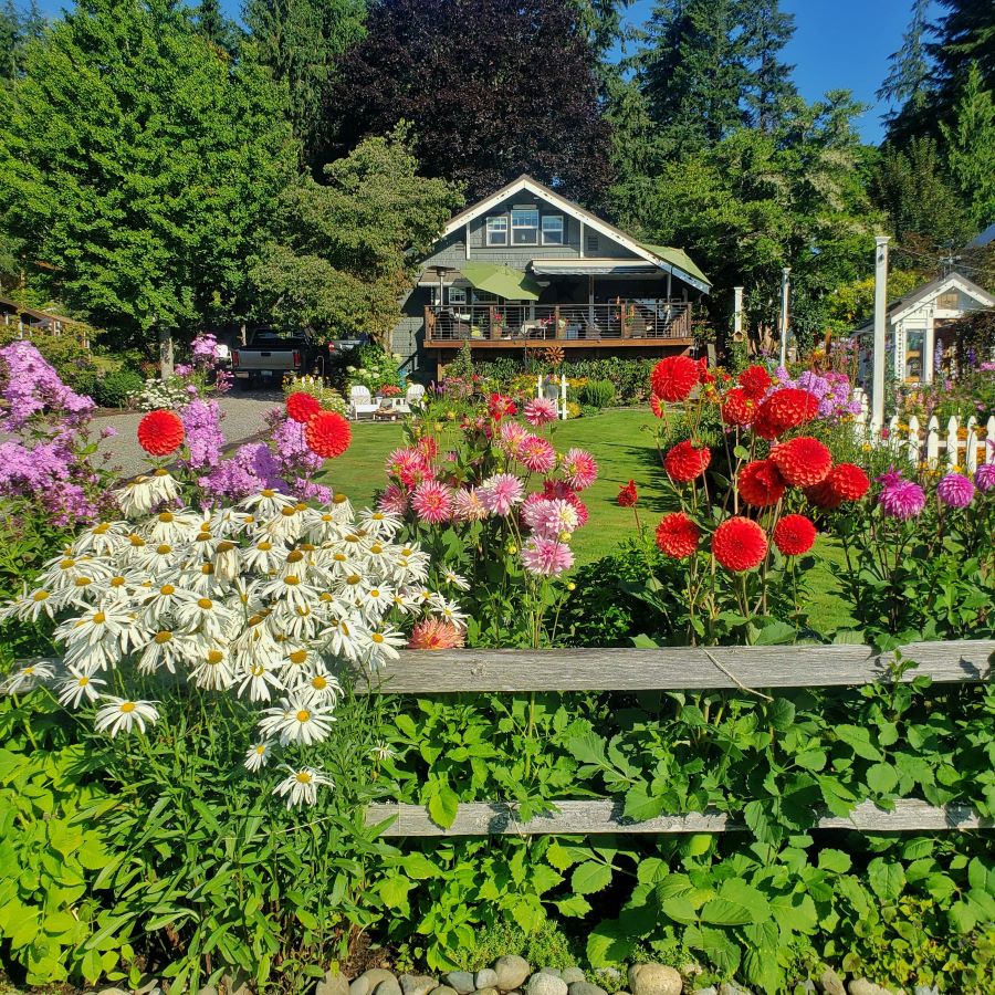 Dahlias and daisies on a split rail fence in cottage garden
