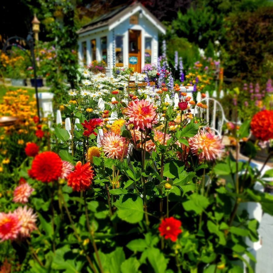 Late summer garden tour with dahlias overlooking the garden greenhouse