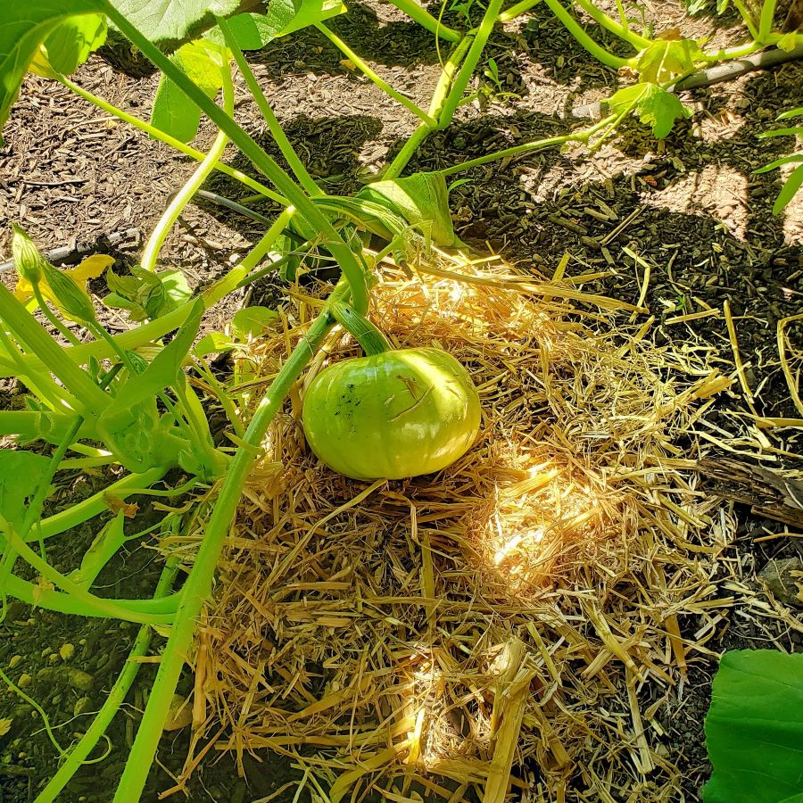 Pumpkin growing in the garden