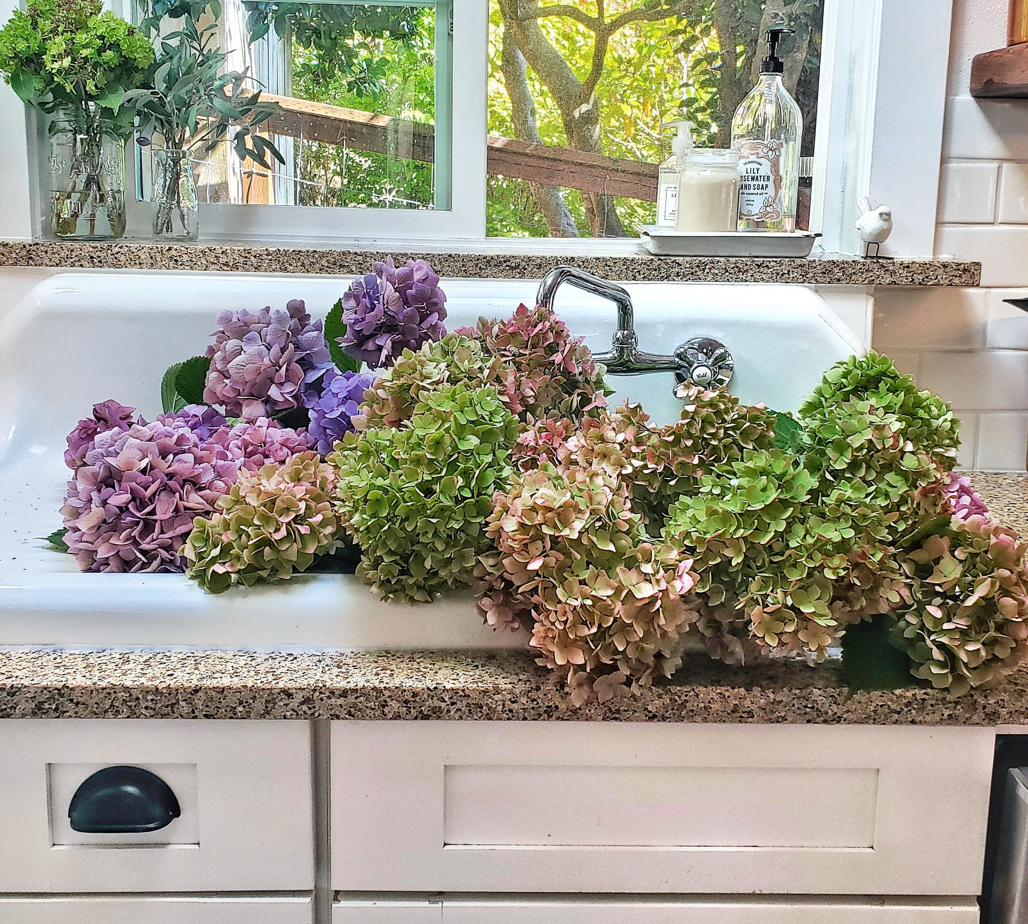 3 Easy Ways to Dry Hydrangeas Shiplap and Shells