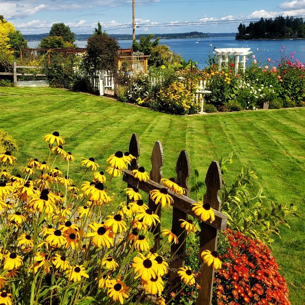 Black-eyed Susans and garden overlooking waterview