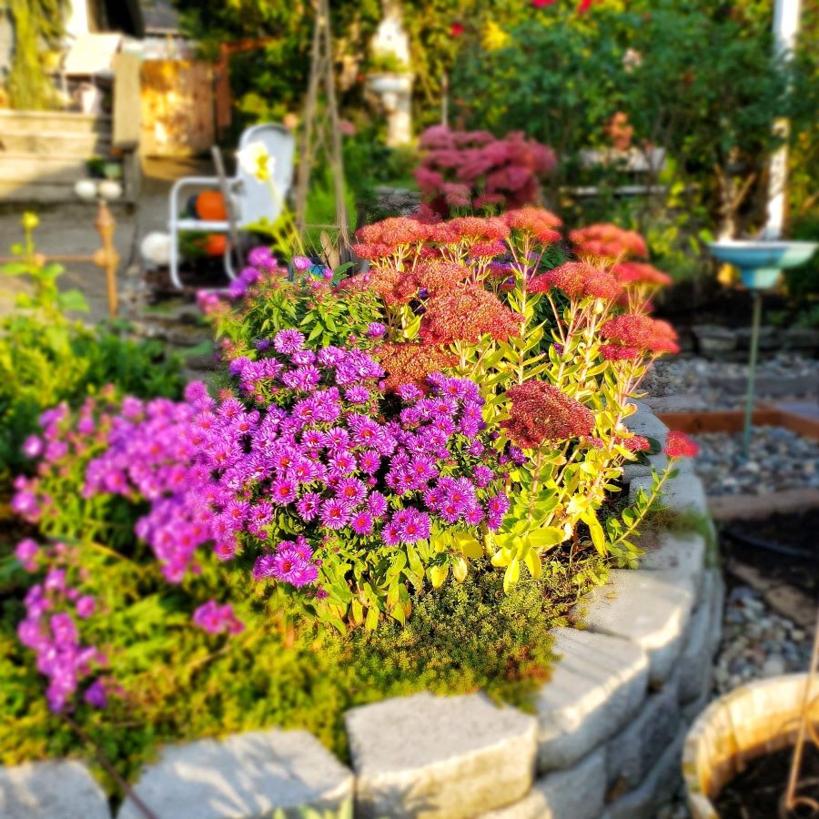 Late summer and fall flowers in garden