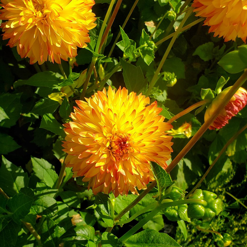 All you've ever wanted to know about dahlias