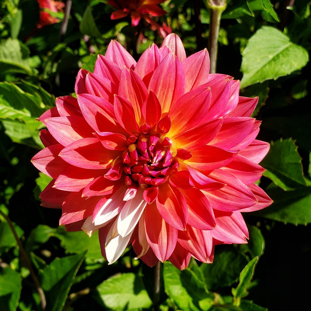 All you've ever wanted to know about dahlias