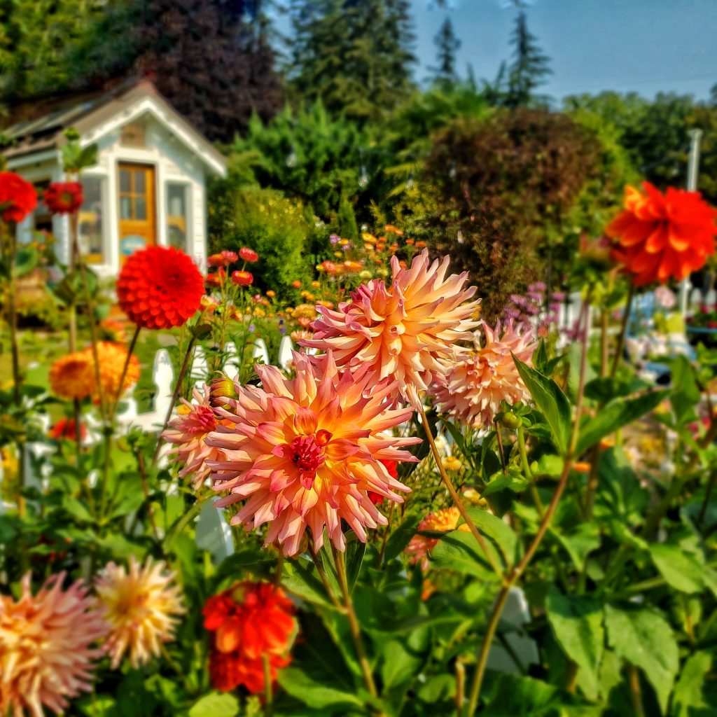 all you've ever wanted to know about dahlias
