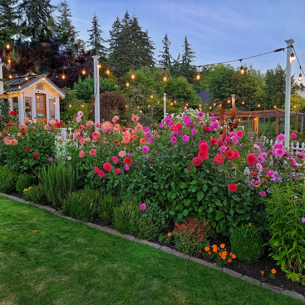 garden bed of dahlias and a greenhouse