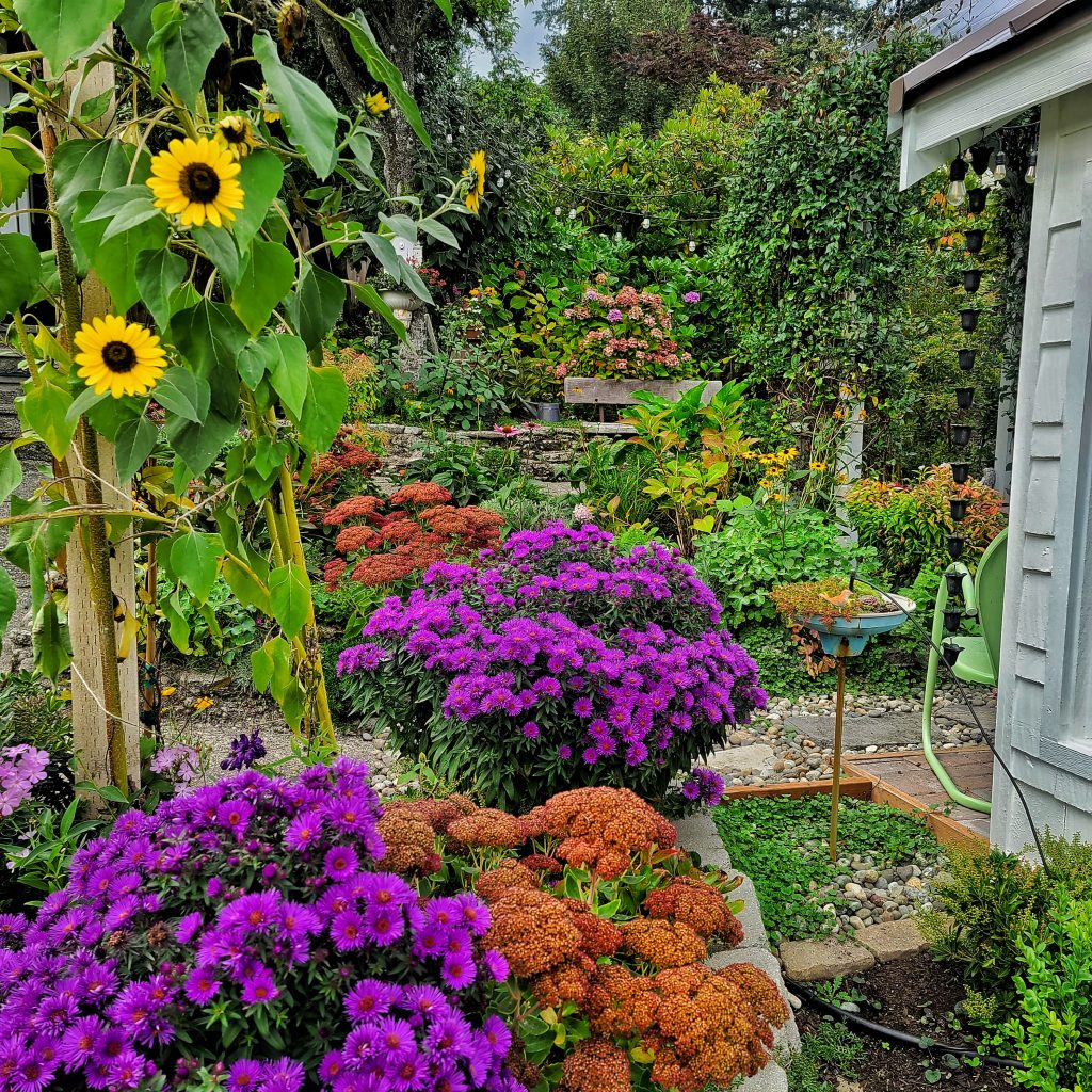 purple asters, sunflowers and sedum autumn joy in fall garden