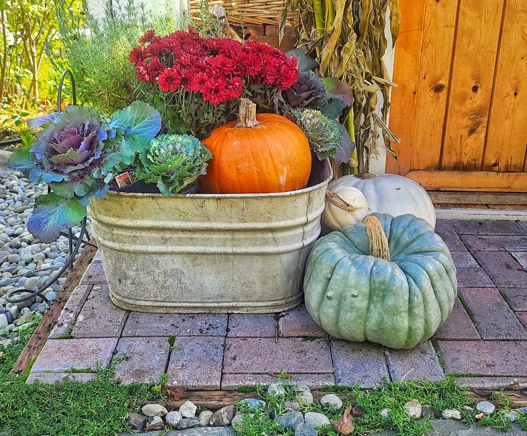 ornamental cabbages, pumpkins and mums in a galvanized container