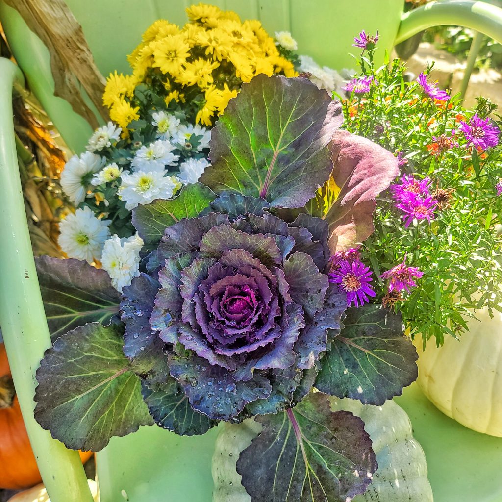 ornamental cabbages and fall mums
