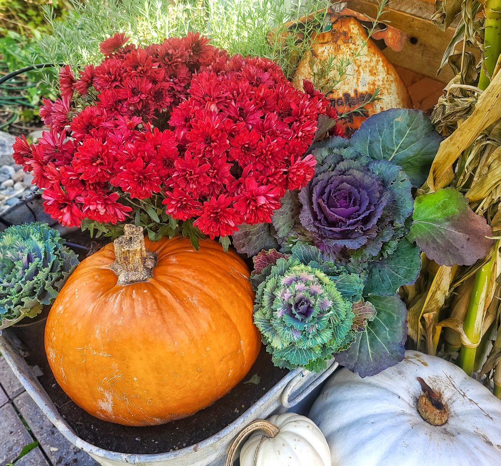ornamental cabbages, pumpkins and mums in a galvanized container