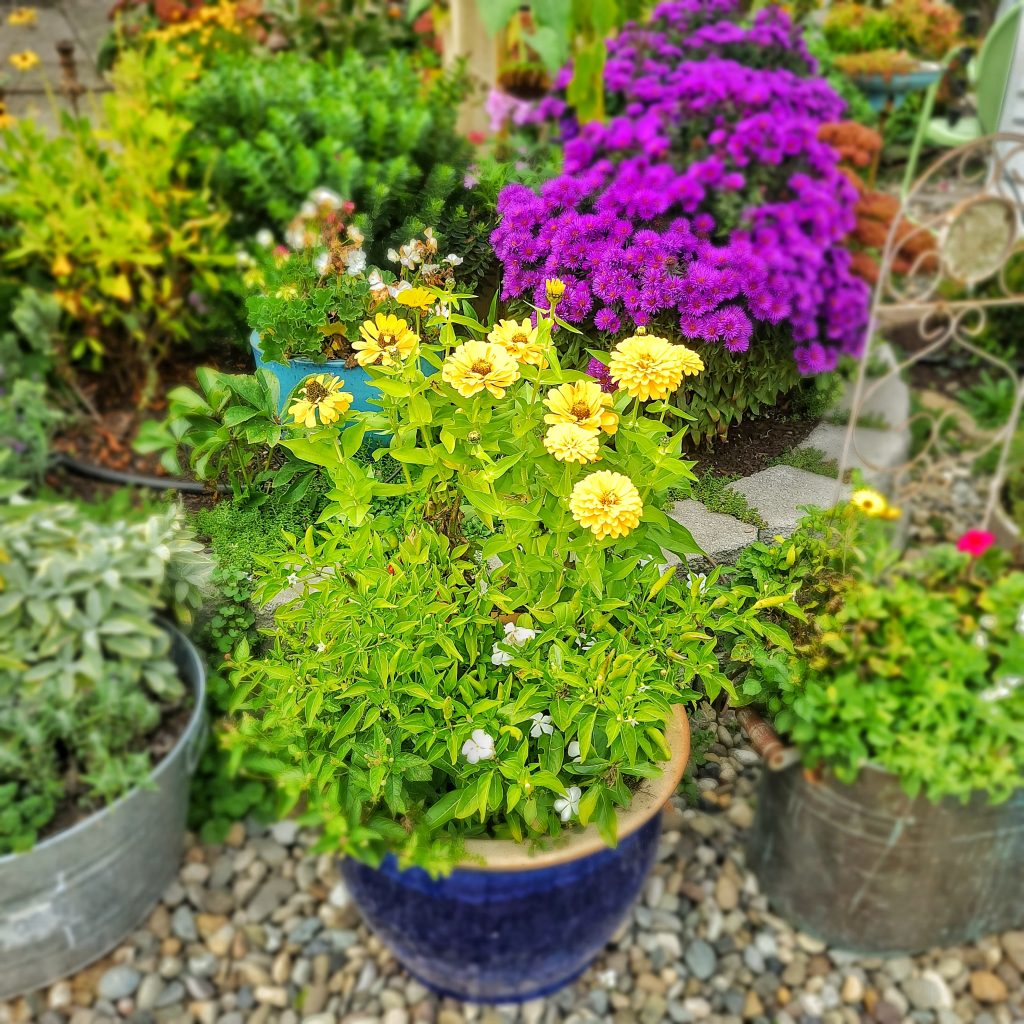 yellow zinnias in container