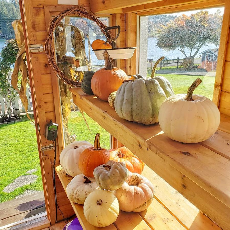 Pumpkins on a shelf in the greenhouse