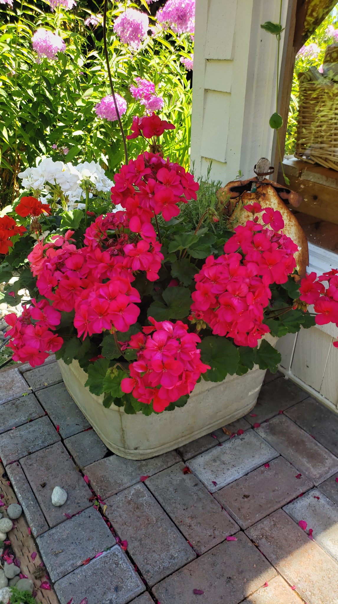 4 Easy Options for Overwintering Your Geraniums Shiplap and Shells