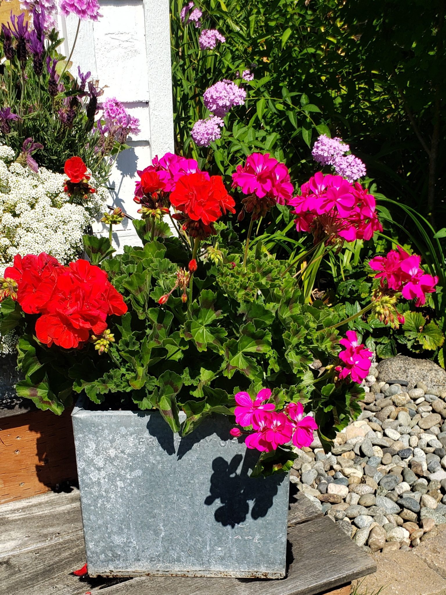 4 Easy Options for Overwintering Your Geraniums Shiplap and Shells