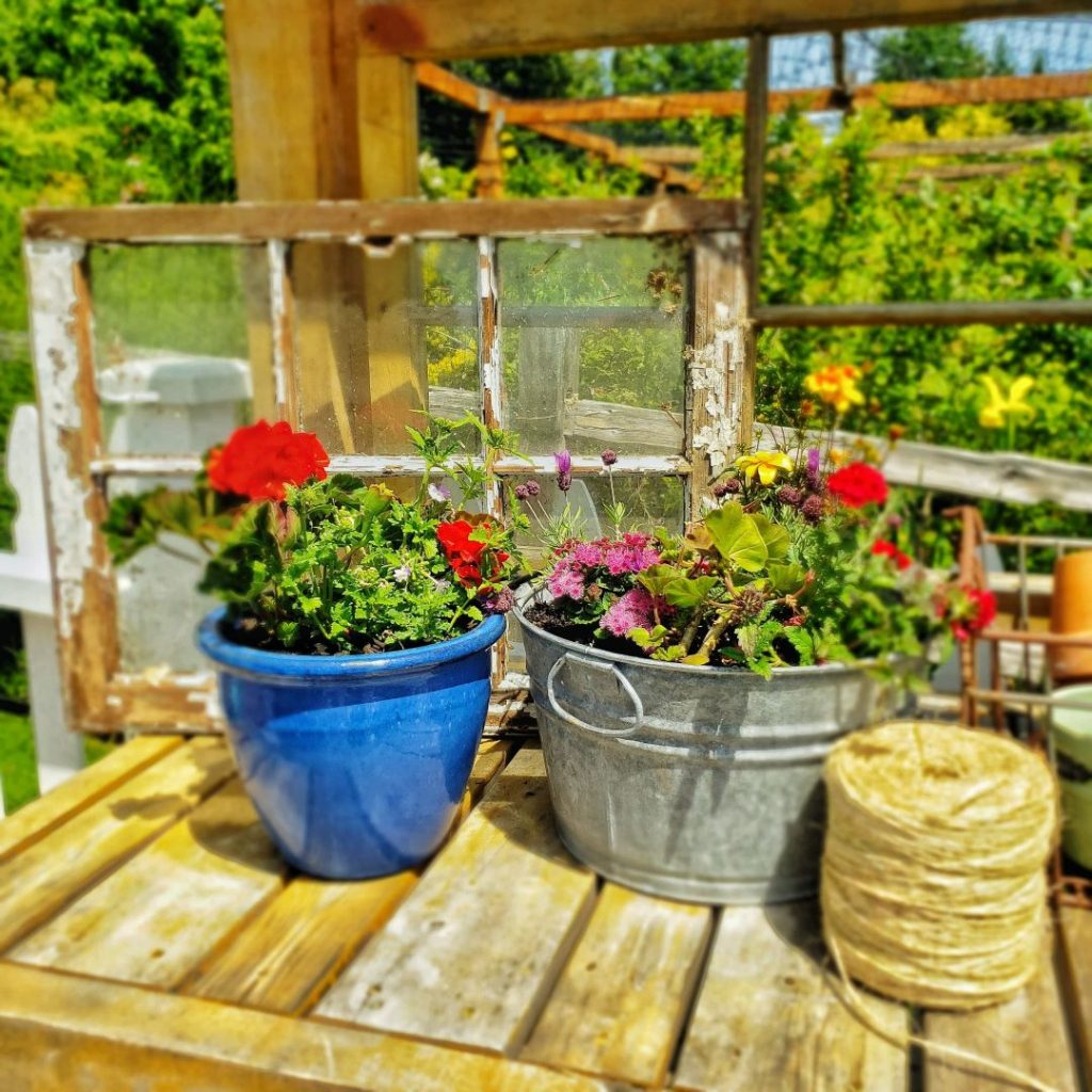 geranium garden containers