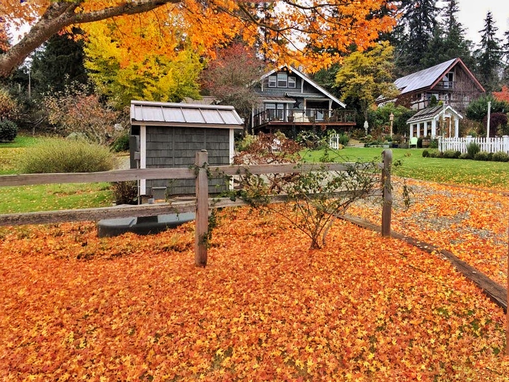 fall orange leaves on the ground