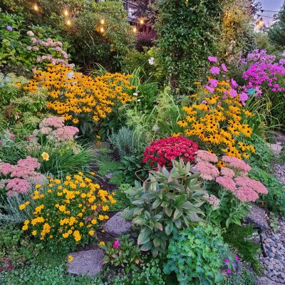How to Determine the Best Time for Dividing Perennials