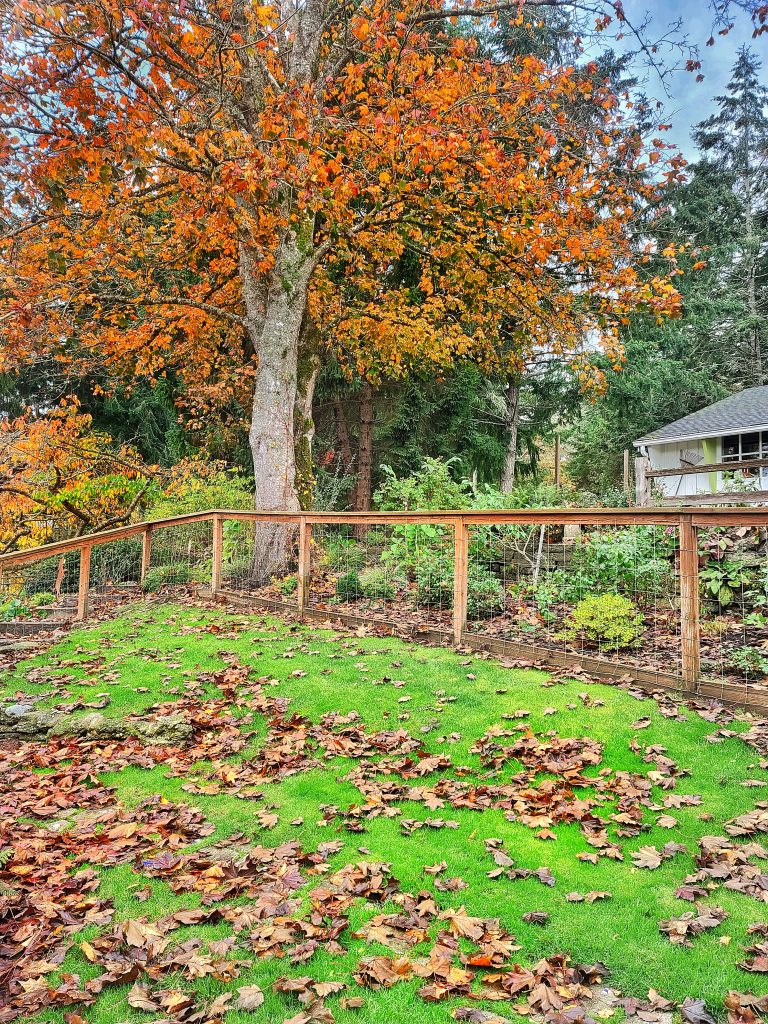 October gardening in Pacific Northwest: falling leaves on the ground