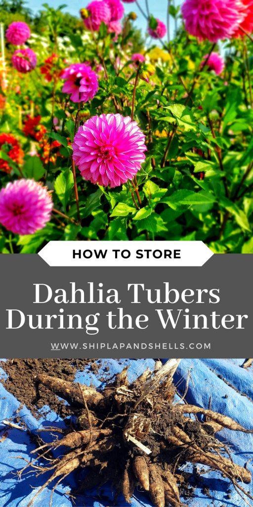 How to store dahlia tubers in the winter