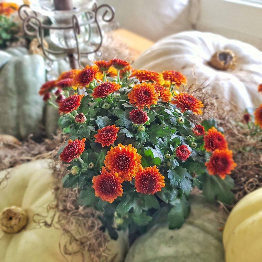 orange mums and white and green pumpkins