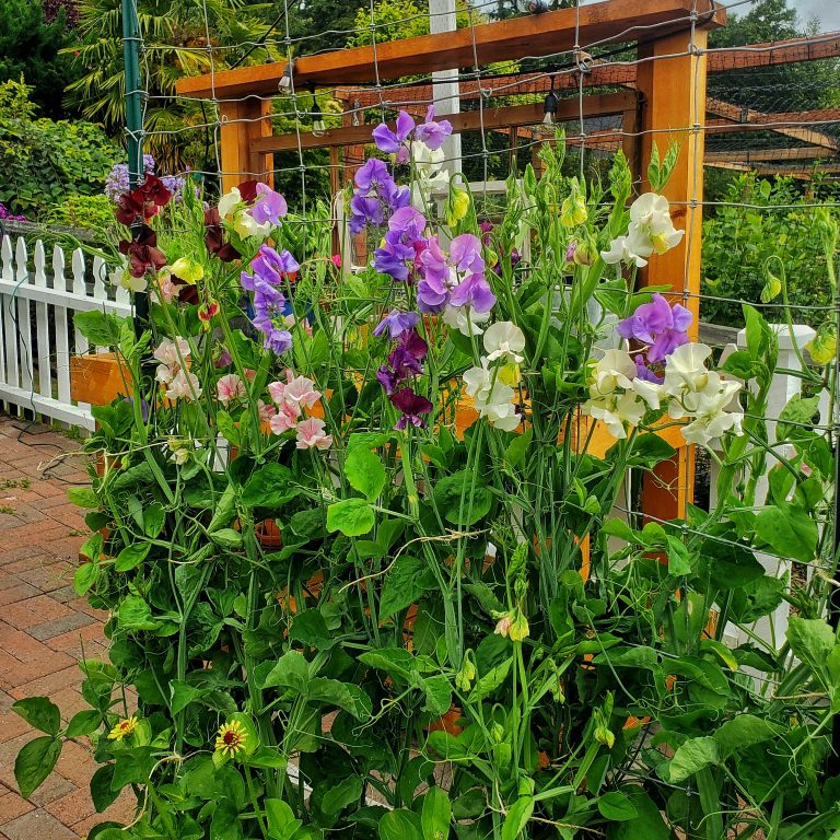 How to Grow Sweet Peas From Seed Shiplap and Shells
