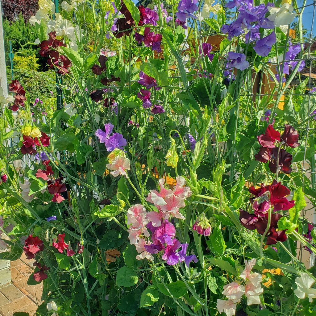 How To Grow Sweet Peas From Seed - Shiplap And Shells