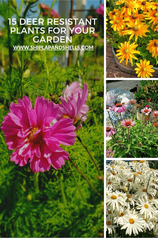 15 Deer Resistant Plants for the Garden Shiplap and Shells