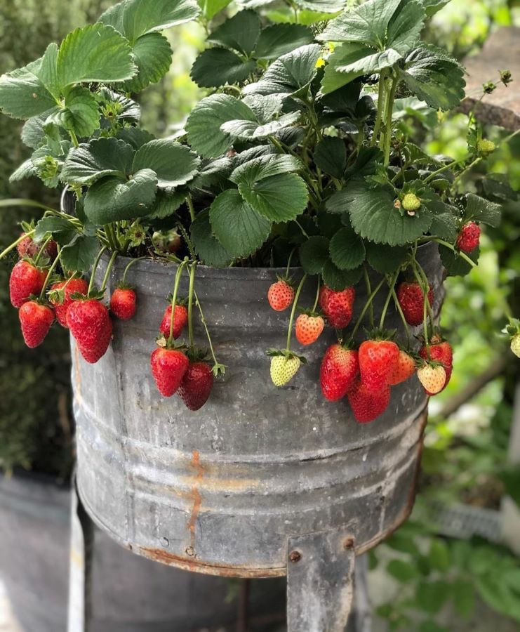 strawberry plants in a galvanized creative container