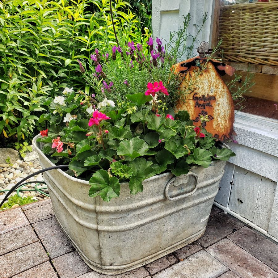 summer annual flowers in a galvanized tub
