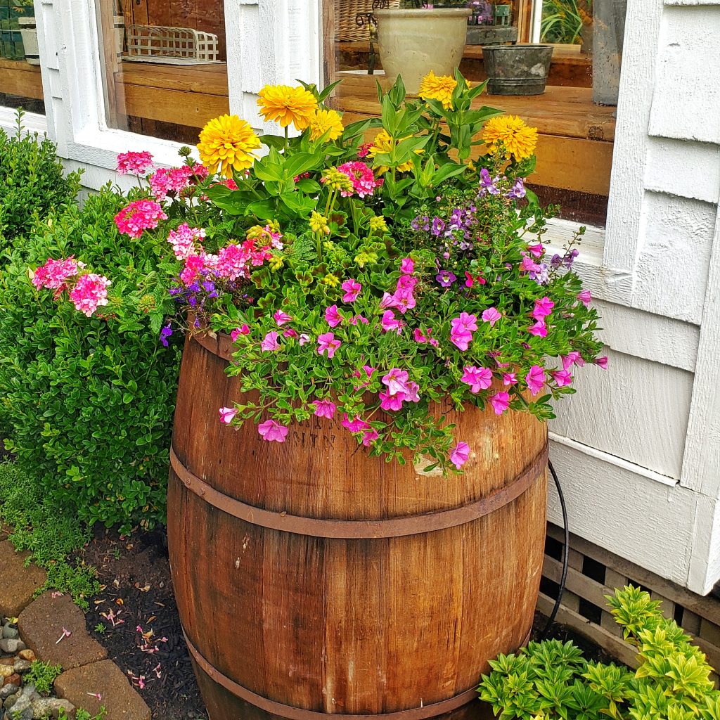 summer flowers planted in a whiskey barrel