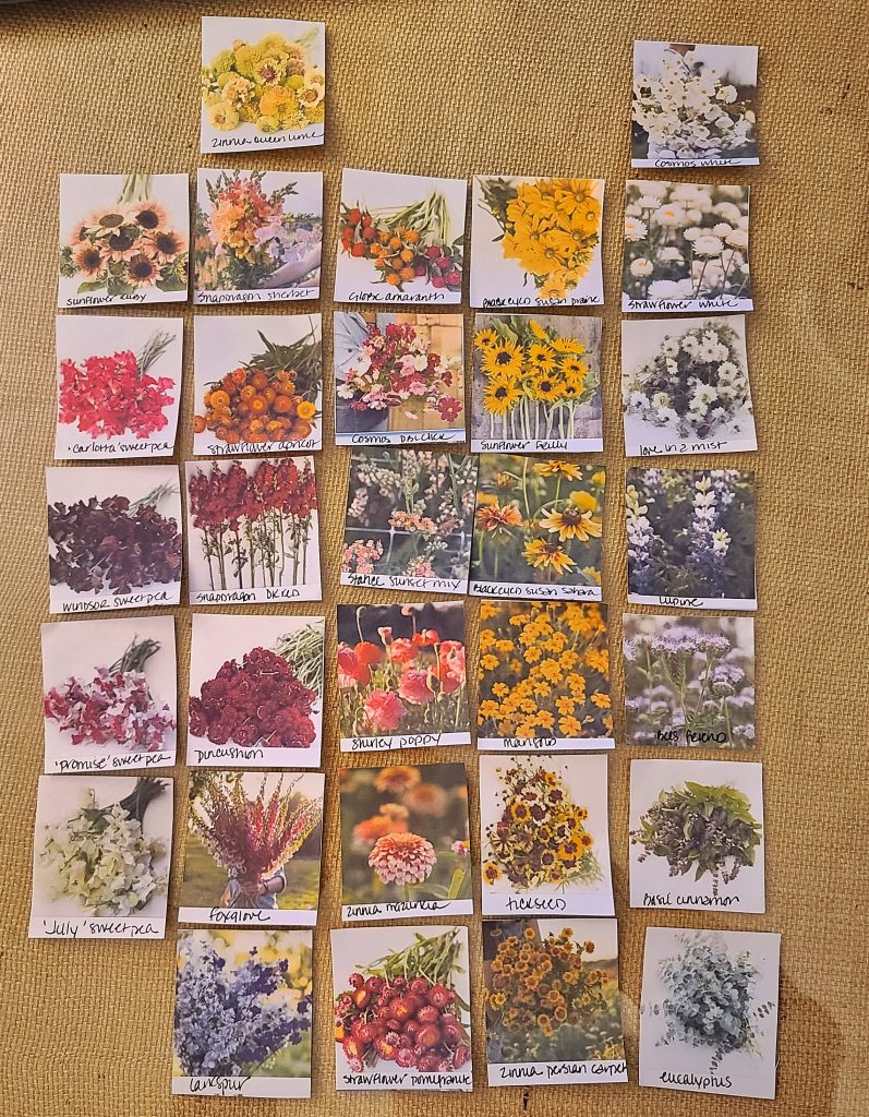 planning a cut flower garden: pictures of flowers laid out to plan