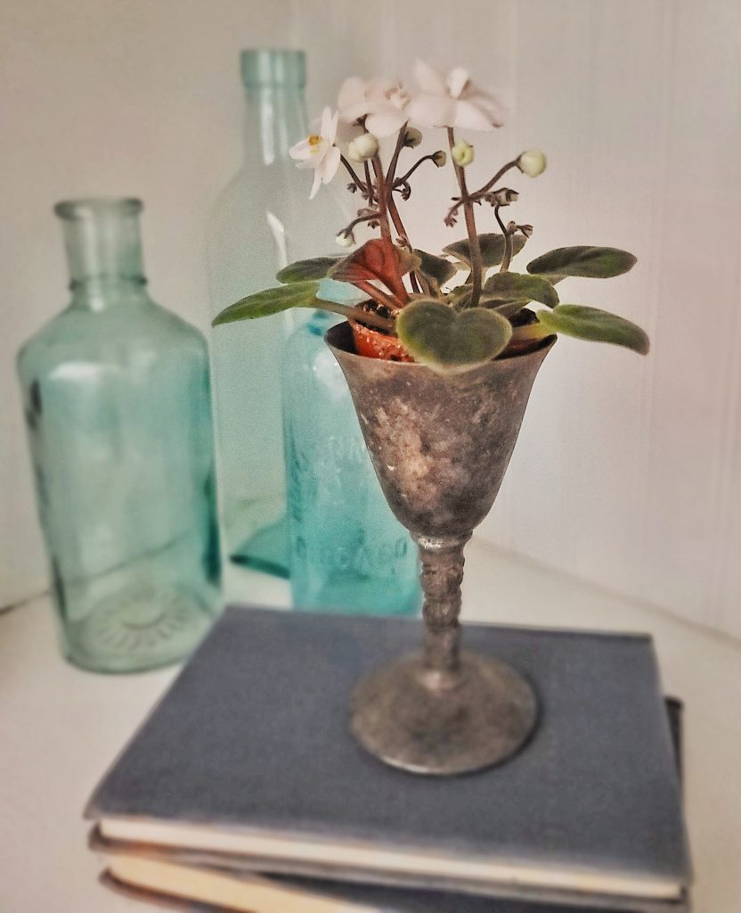 brass vintage cup as a creative flower container for African Violets