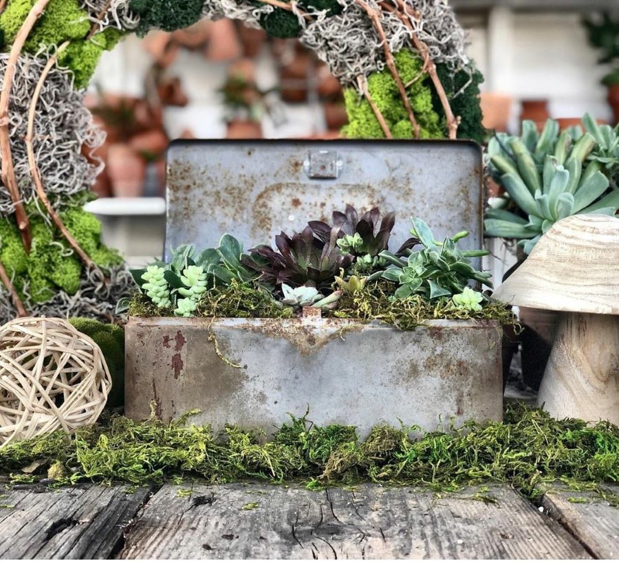 vintage tool box with succulents