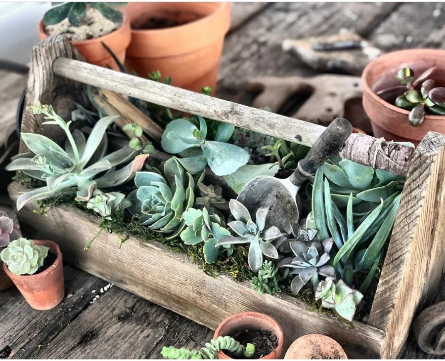 wooden tool caddy with succulents in them