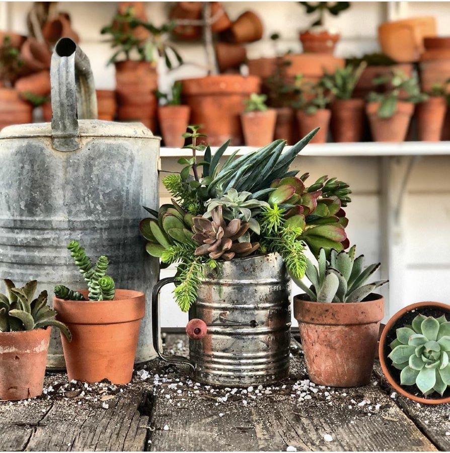 succulents in a sifter and terra-cotta pots