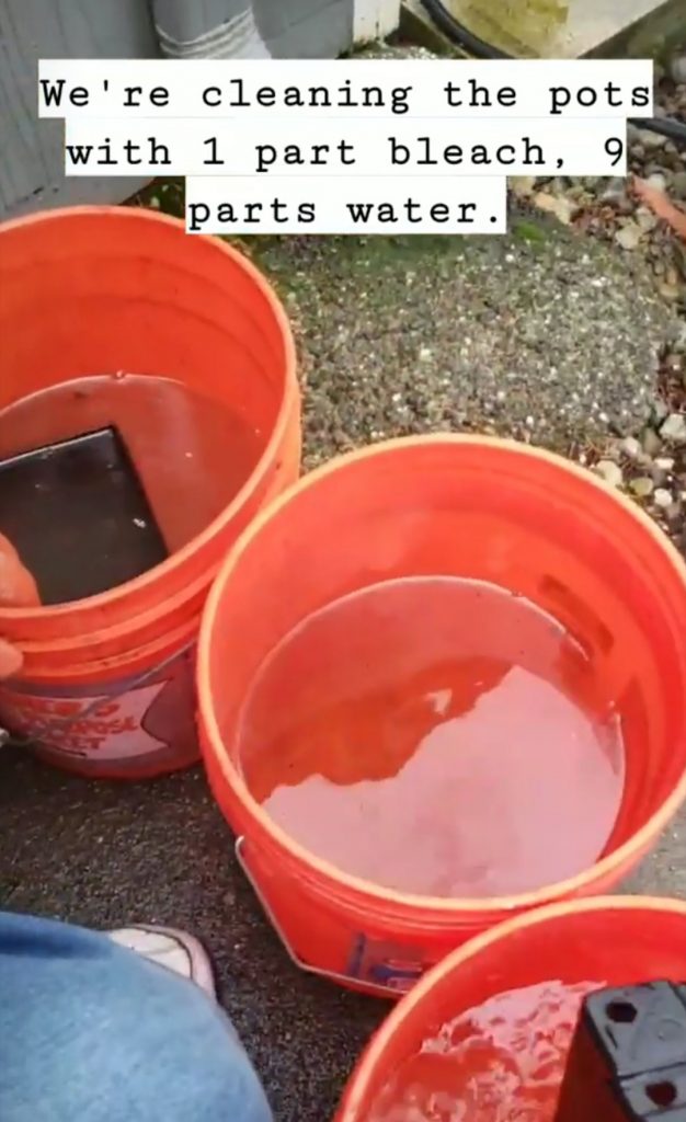 cleaning containers with water and bleach