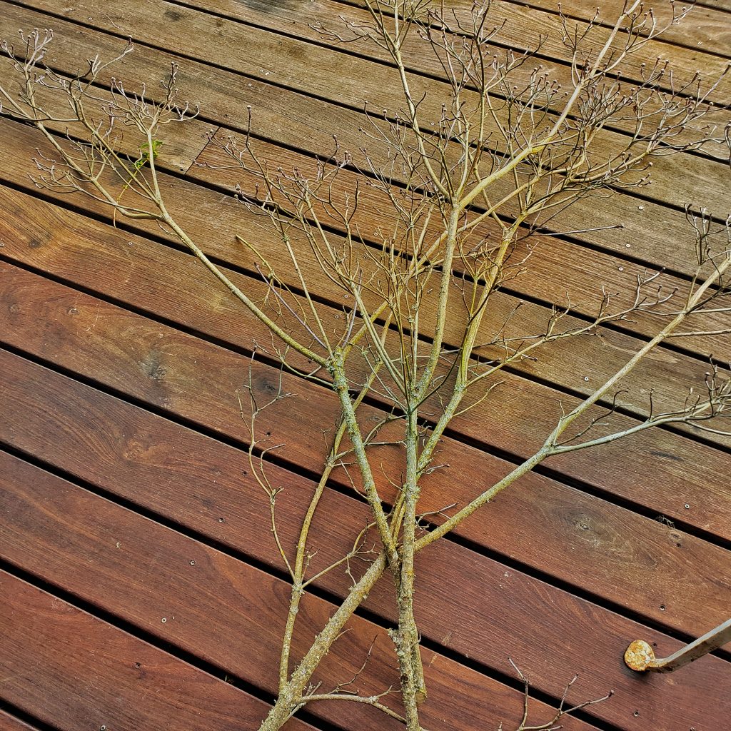 branches in the deck
