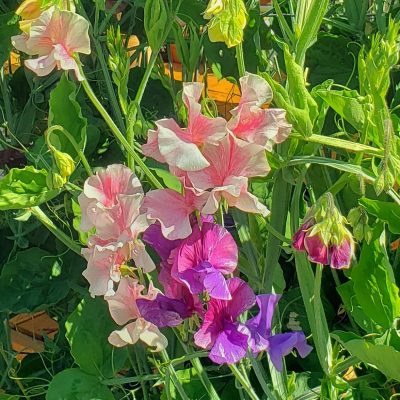 How to Grow Sweet Peas From Seed Indoors