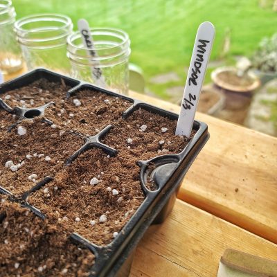 What Supplies You’ll Need to Start a Cut Flower Garden By Seed