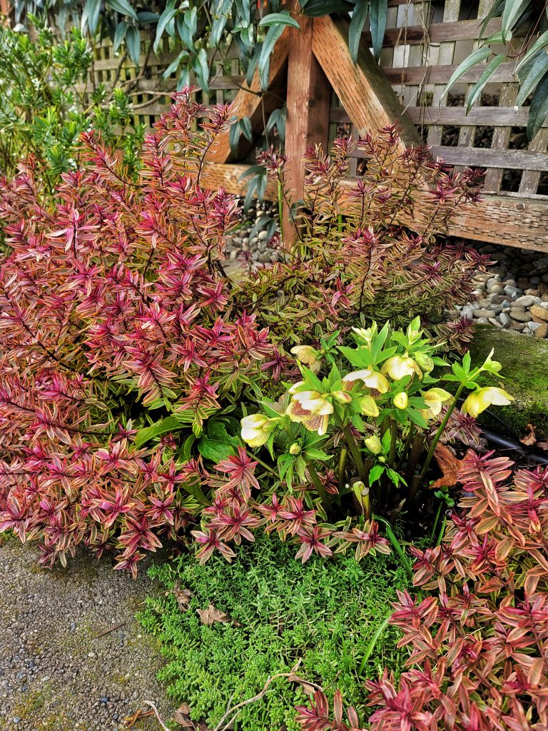 January gardening tips and to dos:  garden shrubs and hellebores